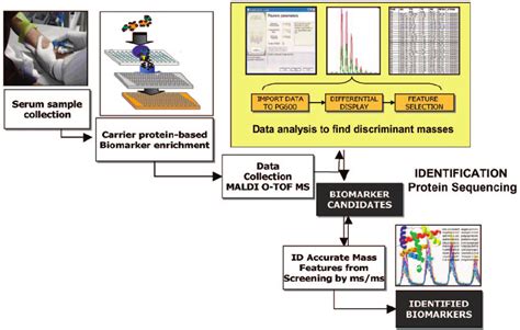 Serum Based Biomarker Discovery Workflow Download Scientific Diagram