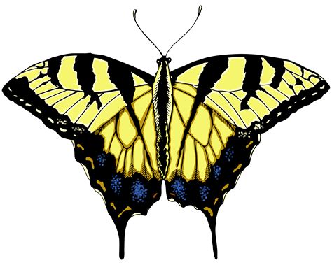 See more ideas about butterfly clip art, clip art, art. Swallowtail butterfly clipart 20 free Cliparts | Download ...