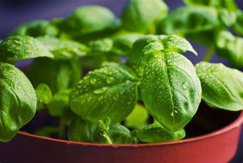 Free Picture Basil Mint Plant Leaf Herb Food Vegetable Nature