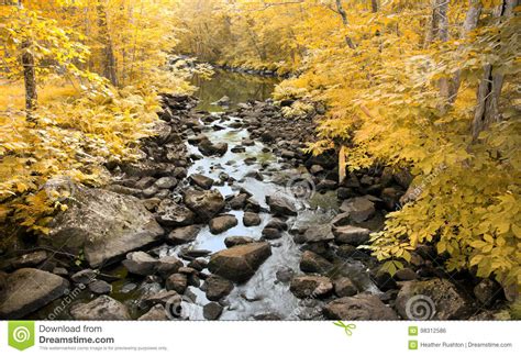 Stream In Yellow Forest In Autumn Stock Photo Image Of Forest