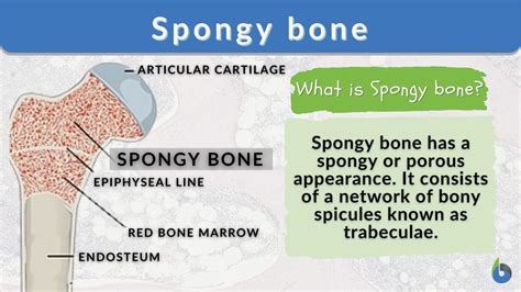 Spongy Bone Definition And Examples Biology Online Dictionary