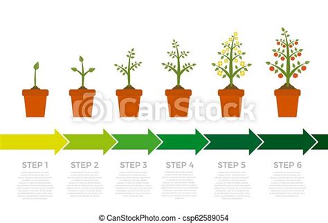 Vector Infographic Of Plant Growth Stages Tree With Green Leaf And Red