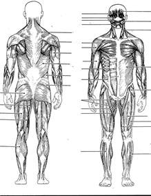 Human Body Muscles Names Human Body Muscle Diagram Detailed
