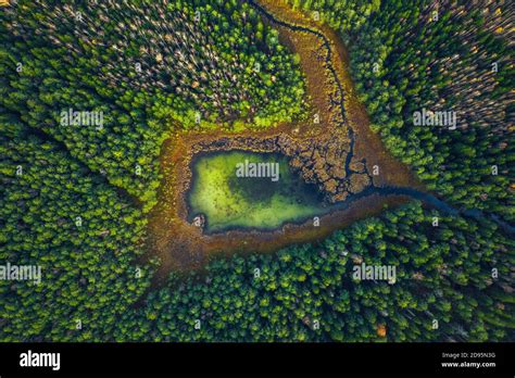 Top Drone View Of Green Swamp Lake In The Green Forest Beautiful