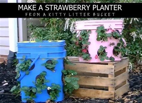 8 Empty Cat Litter Bucket Uses For Gardeners Strawberry Pots