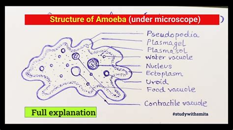 Structure Of Amoeba Under Microscope Fully Explained Amoeba Biology