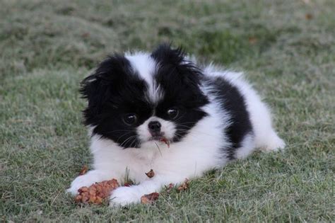 Japanese Chin Puppies For Sale From Kennel Spindulys Japanese Chin