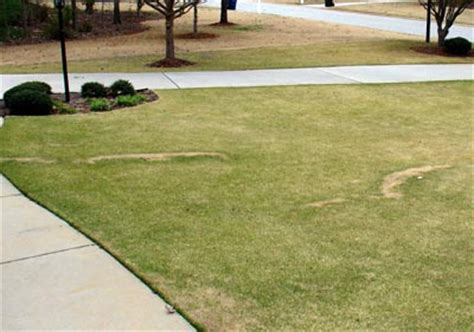 Dethatching can be stressful for your lawn. Fairy Ring - In Zoysia | Walter Reeves: The Georgia Gardener
