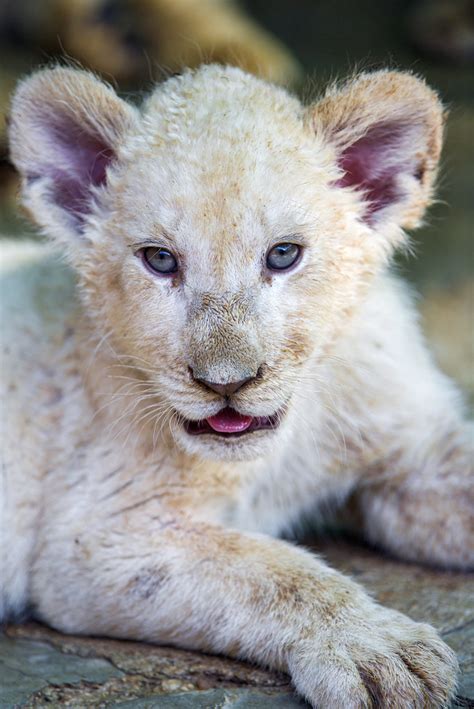 cute baby white lion posing  cutie  female   flickr