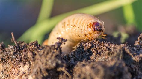 Grub And Insect Control In Allentown Macungie And Orefield Pennsylvania