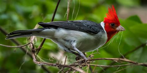 Red Crested Cardinal Smithsonians National Zoo And Conservation