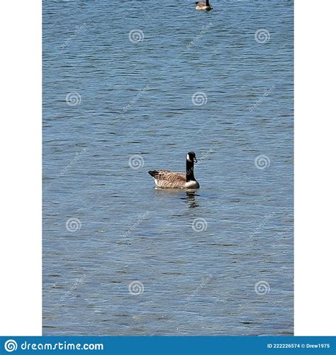 A Canada Goose Floating On The Water Stock Photo Image Of Floating