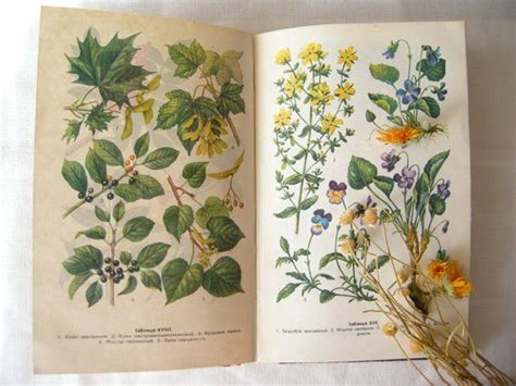 Soviet Botanical Book Woodland Book Vintage Illustrated Book With Botany Illustrations Vintage