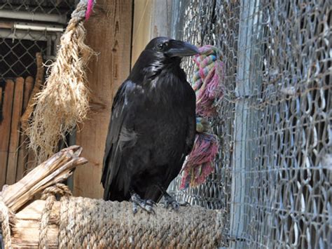 Corvus Corax Raven In Zoos