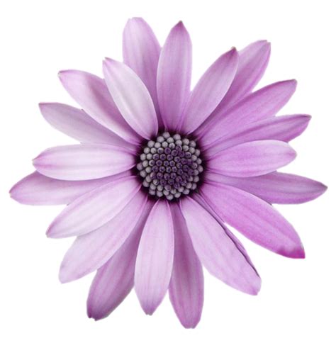 Check spelling or type a new query. flower purple - Sticker by Carol (Dengan gambar)