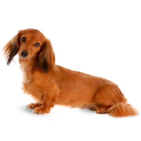 Apr 04, 2021 · the average life expectancy of a dachshund is around 15 or 16 years of age. Miniature Dachshund Breed Info, Stats ( with Photos & Videos)