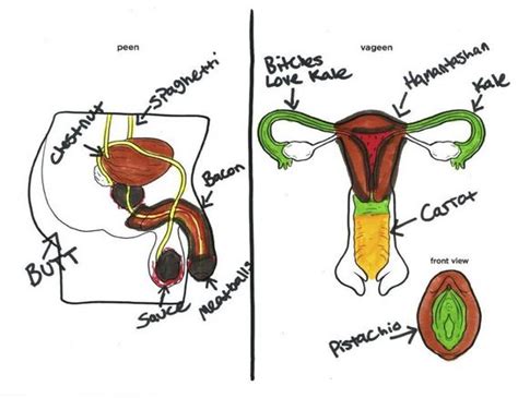 DIAGRAM Female Reproductive System Diagram 5th Grade MYDIAGRAM ONLINE