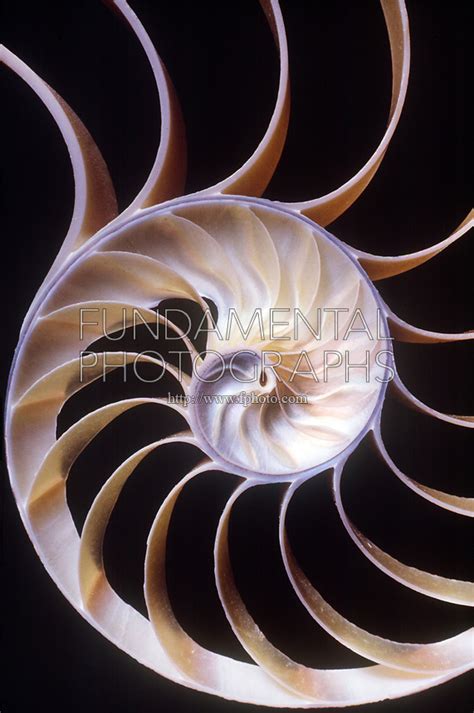 Nautilus Shell Fibonacci Mathematics Fundamental Photographs The