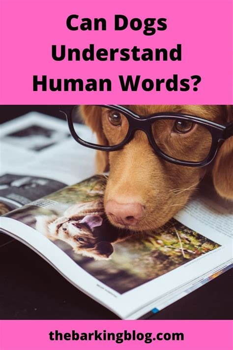Can Dogs Understand Human Words Dog Science Dog Communication Dog