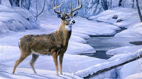 Deer Hunting Backgrounds Wallpaper Cave