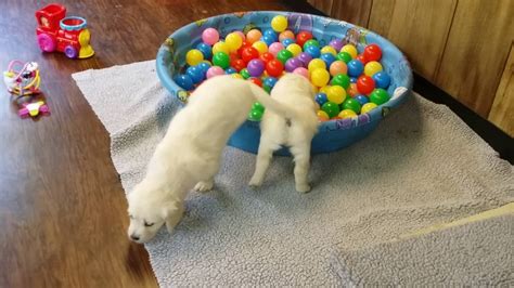 Colors are golden or white. White Golden Retriever Puppies Brit girls - YouTube