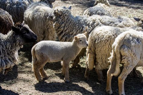 Baby Lamb Free Stock Photo Public Domain Pictures
