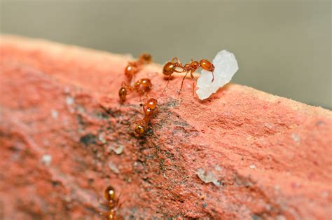 How To Get Rid Of Fire Ants Southern Perimeter