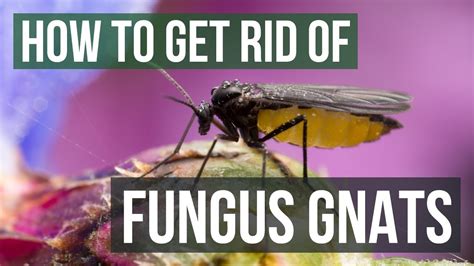 How To Get Rid Of Gnats Around My Dog