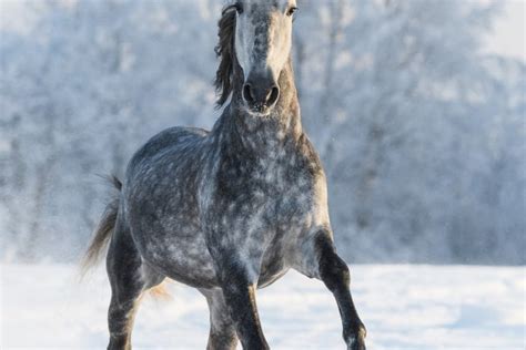Dapple Grey Horse Run Gallop High Quality Animal Stock Photos