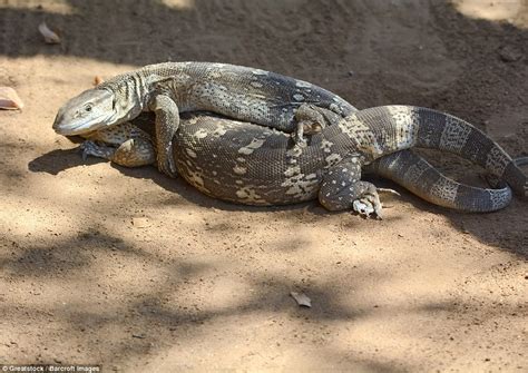 Reptile Is Attacked And Eaten By A Honey Badger While It Is Mating