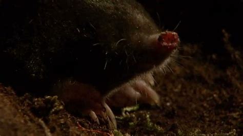 Bbc Two The Burrowers Animals Underground Moles The Ultimate