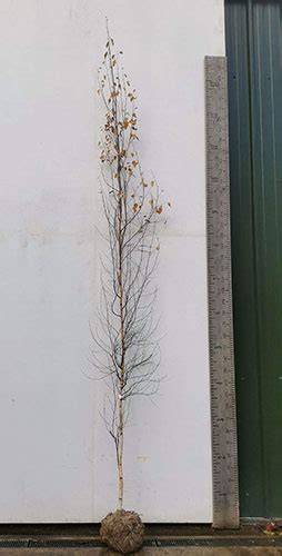 Betula Pendula Fastigiata Joes Silver Birch Fastigiata Joes