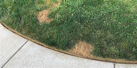 What Causes Brown Patches On Your Lawn And How To Get Rid Of Them