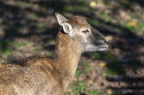 Wild Mouflon Sheep One Female Grazing On Pasture In Daylight During