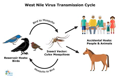 West Nile Virus Can Infect Humans As Well As Horses