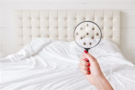 5 early warning signs of bed bugs you cant afford to ignore news by wendy