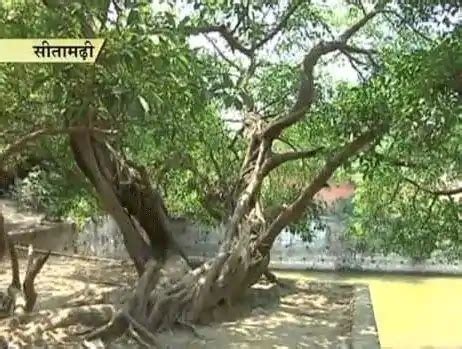 Ashoka tree is a common name for two plants which are frequently confused with each other: Sita Ashoka Trees to be Planted at Ayodhya Sri Ram Mandir ...