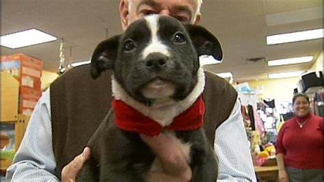 Search for dogs for adoption at shelters near tulsa, ok. Green Country Rescue Group Gives Angel Trees A furry Twist ...