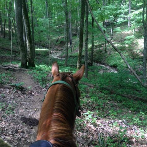 Whispering Woods Riding Stables Georgetown Ky