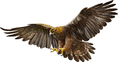 Gold Eagle Png