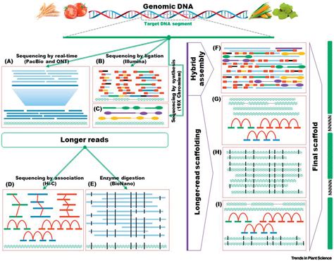 Tools And Strategies For Long Read Sequencing And De Novo Assembly Of