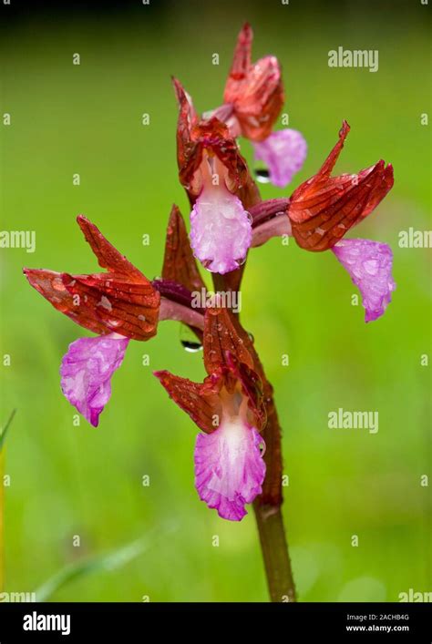 Pink Butterfly Orchid Orchis Papilionacea Flowers Growing On The