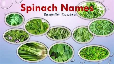 American names celtic names dutch names english names french names gaelic names german names greek names hebrew names irish names italian names japanese names latin names native we have almost 7,000 name meanings in our database and we're growing every day. 25 Keerai vagaigal(Names) in Tamil and English With Images ...