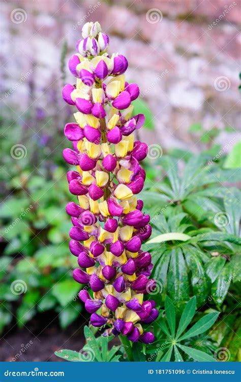 Close Up Of Yellow Purple Flowers Of Lupinus Known As Lupin Or Lupine
