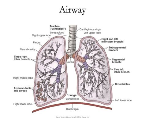 Labeled Diagram Of The Lungs