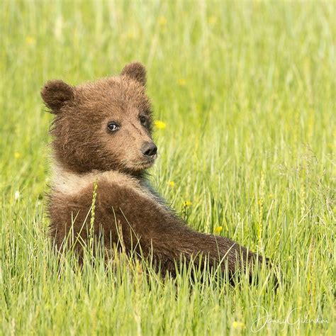 Nat Geo Wild On Instagram Photo By Daisygilardini Grizzly Bears