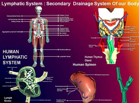 Manash Subhaditya Edusoft Lymphatic System Extra Drainage System