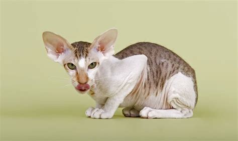 Peterbald Cat Breed Information And Facts Pictures Pets Feed