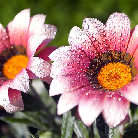 [49+] Pictures Of Flowers For Wallpaper on WallpaperSafari