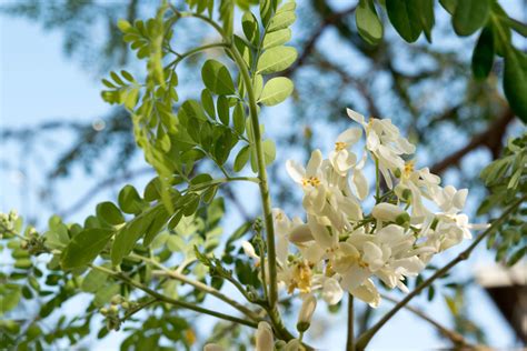 The Superfood Moringa Tree Floralawn